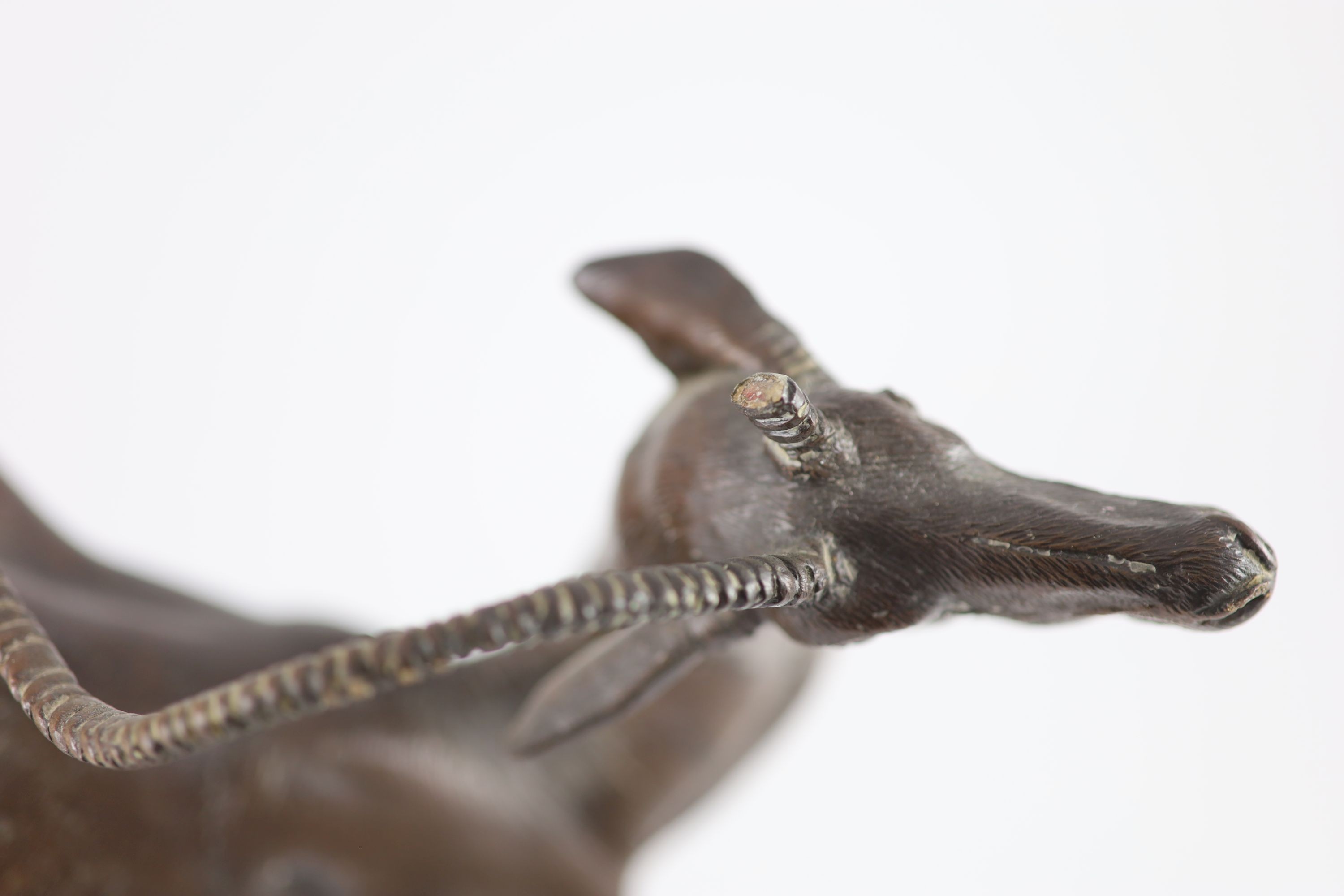 Tim Nicklin. A bronze model of a bucking impala width 32cm height 35cm